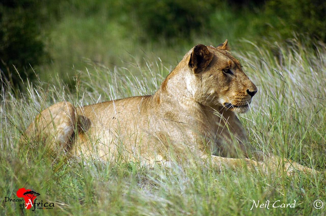 Dream Of Africa Bush Lodge Marloth Park Exterior foto