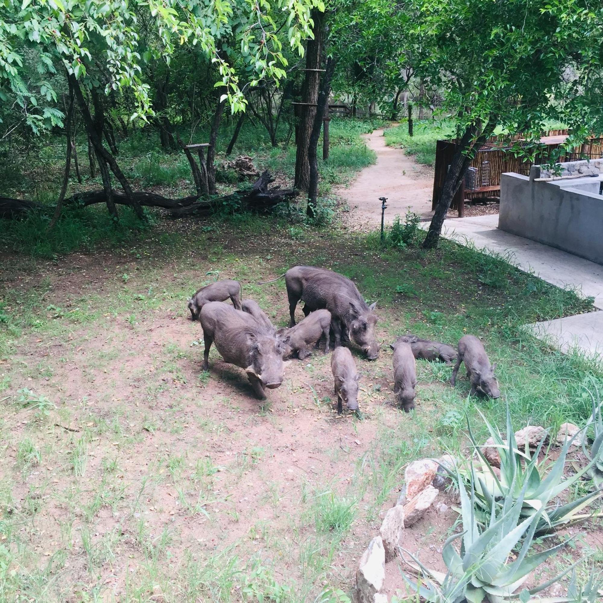 Dream Of Africa Bush Lodge Marloth Park Exterior foto